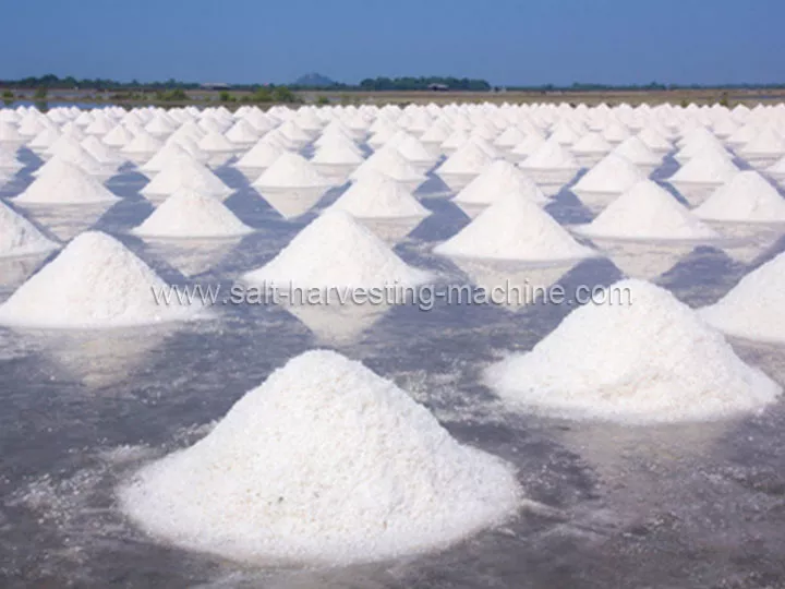 Salt harvesting